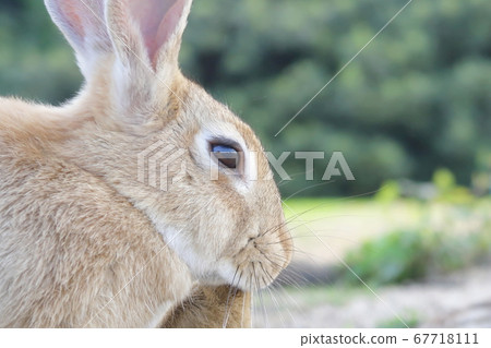 Rabbits on Rabbit Island (Okuno Island) Rabbits on Rabbit Island (Okuno Island) 67718111