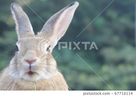 Rabbits on Rabbit Island (Okuno Island) 67718114