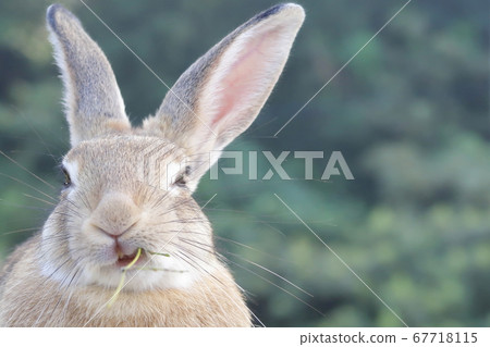 Rabbits on Rabbit Island (Okuno Island) 67718115