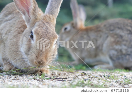 Rabbits on Rabbit Island (Okuno Island) 67718116