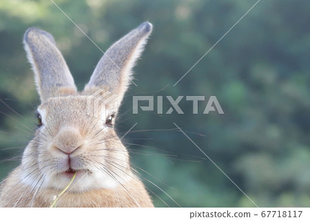Rabbits on Rabbit Island (Okuno Island) Rabbits on Rabbit Island (Okuno Island) 67718117