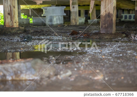 Underfloor damaged by termites An old Japanese house damaged by inundation under heavy rain Underfloor damaged by termites An old Japanese house damaged by inundation under heavy rain 67718366