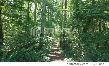 A small street in the forest 67718546
