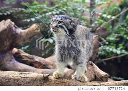 Standing manul cat 67718724