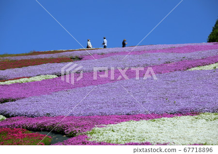 Shiba和藍天 67718896