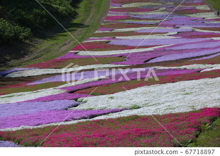 斜坡上有很多苔蘚 67718897