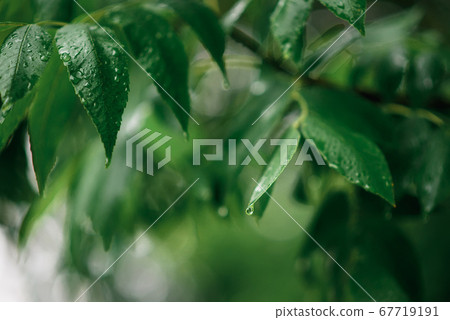 fresh green leaves on the branches of the tree in drops of rain 67719191
