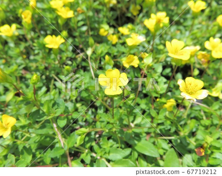 Macedonia Macedonia 67719212