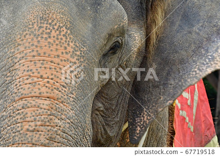 Thailand ~ Elephant ~ 67719518