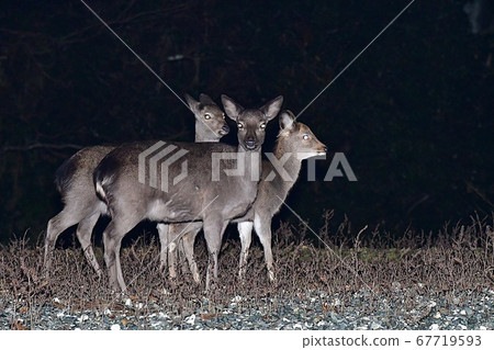 肯圖格〜鹿〜 67719593