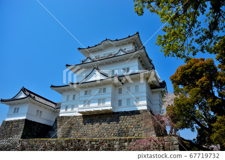 小田原城・從前廣場眺望雄偉的小田原城，城樓（22），櫻花季節，盛開，神奈川 67719732
