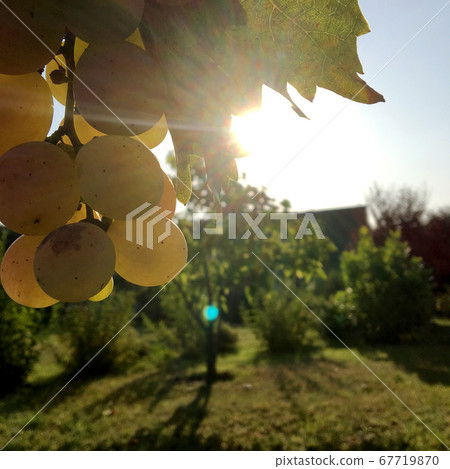 Hanging beautiful bunches of grapes outdoors in Hanging beautiful bunches of grapes outdoors in 67719870