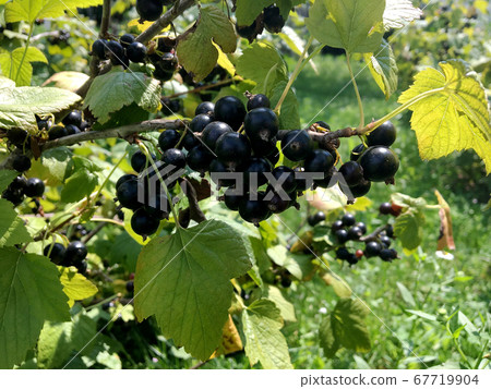 Sweet black berry currant growing on bush with 67719904