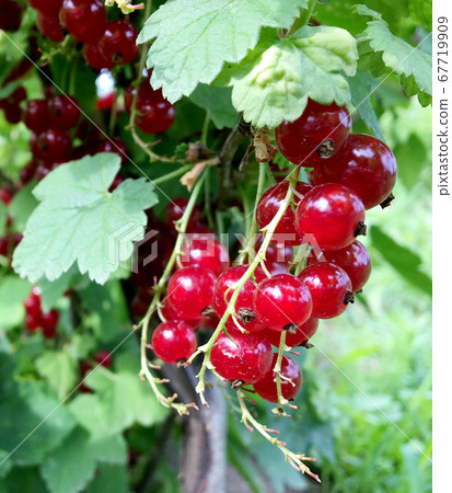 Sweet red berry currant growing on bush with 67719909