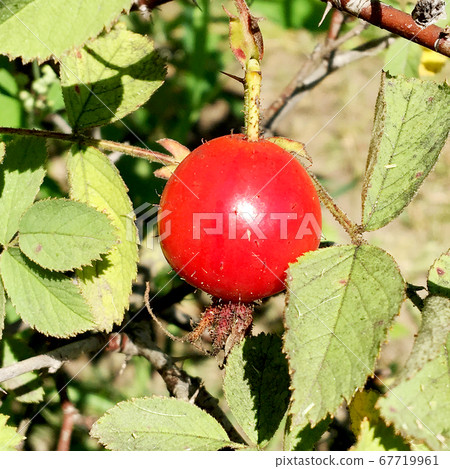 Sweet red berry briar growing on bush with leaves Sweet red berry briar growing on bush with leaves 67719961