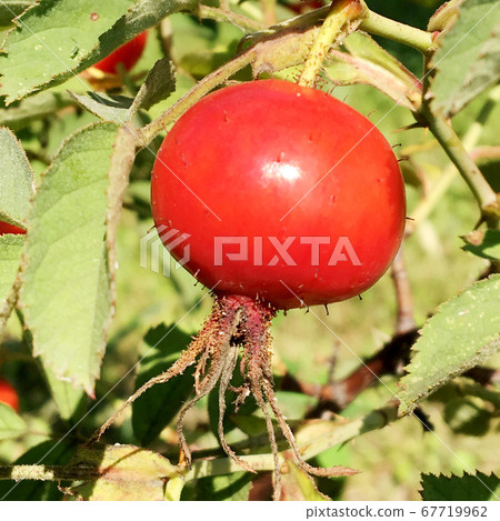 Sweet red berry briar growing on bush with leaves Sweet red berry briar growing on bush with leaves 67719962