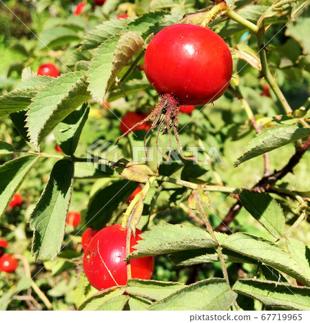 Sweet red berry briar growing on bush with leaves 67719965