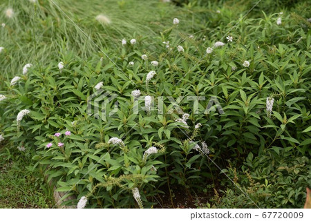 奧卡特拉諾之花 67720009