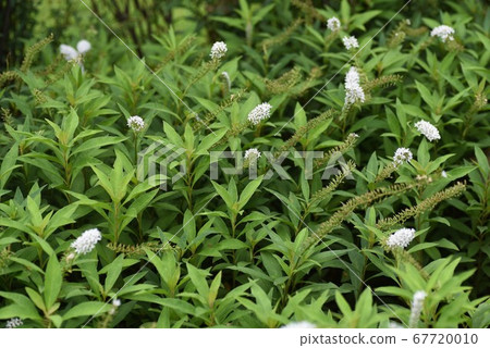 Flower of Okatrano Flower of Okatrano 67720010