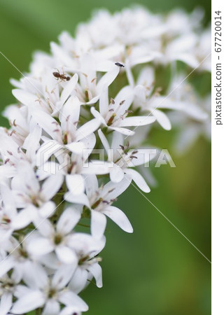 奧卡特拉諾之花 奧卡特拉諾之花 67720014