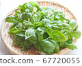 Freshly picked basil 67720055