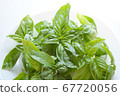 Freshly picked basil 67720056