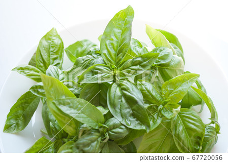 Freshly picked basil 67720056