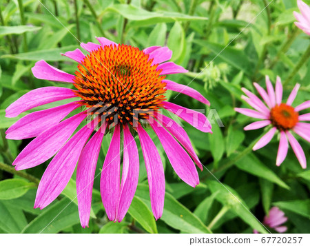 Blooming flower echinacea with leaves, living Blooming flower echinacea with leaves, living 67720257