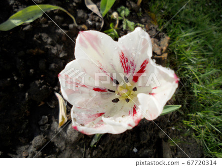 Blooming red flower tulip with green leaves, 67720314