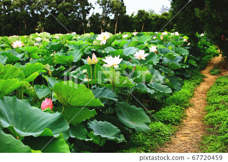 Beautiful lotus flower sea and trail 67720459