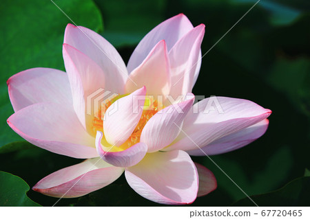 Blooming lotus Blooming lotus 67720465