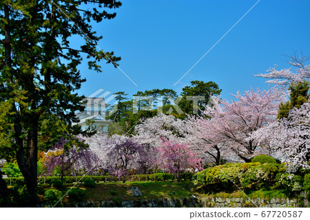 Image of castle and cherry blossoms near Odawara Castle/Mademon (1), cherry blossom season, full bloom, Kanagawa 67720587