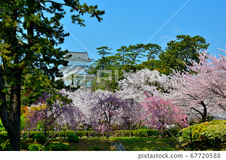 Odawara Castle/Bashimon area, image of castle and cherry blossoms (2), cherry blossom season, full bloom, Kanagawa 67720588
