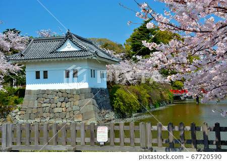 Image of moat and cherry blossoms near Odawara Castle/Mademon (1)/Cherry blossom season/Full bloom/Kanagawa 67720590