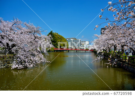 Image of a moat and cherry blossoms near Odawara Castle/Mademon (9)/Cherry blossom season/Full bloom/Kanagawa Image of a moat and cherry blossoms near Odawara Castle/Mademon (9)/Cherry blossom season/Full bloom/Kanagawa 67720598