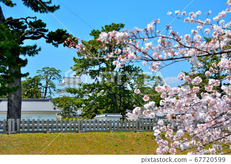 小田原城/ Mademon地區城堡和櫻桃樹形象(4),櫻花季節,盛開,神奈川 小田原城/ Mademon地區城堡和櫻桃樹形象(4),櫻花季節,盛開,神奈川 67720599