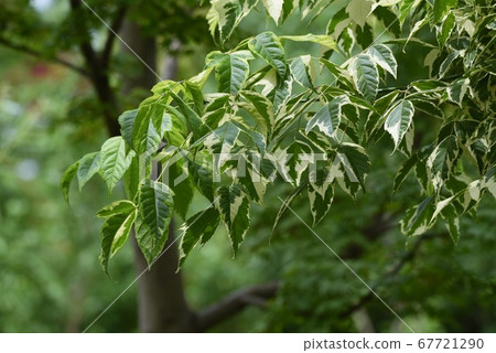 Ash maple (Negundo maple) Ash maple (Negundo maple) 67721290
