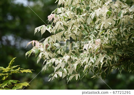 Ash maple (Negundo maple) Ash maple (Negundo maple) 67721291