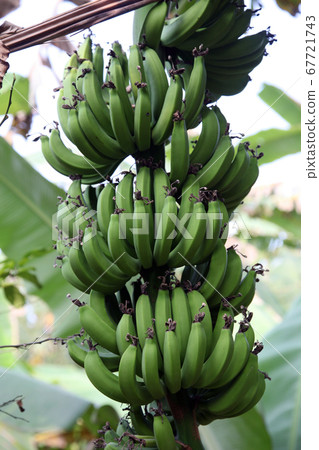 Banana plant with ripe bananas Banana plant with ripe bananas 67721743