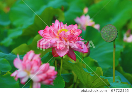 Blooming peony lotus 67722365