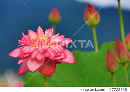 綻放的牡丹蓮花 67722366