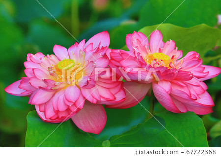 盛開的牡丹蓮花 盛開的牡丹蓮花 67722368