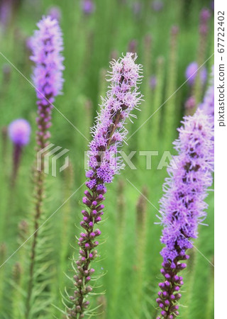 Flower of Reatris 67722402