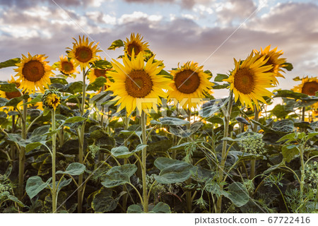 Field of Blooming Sunflowers 67722416