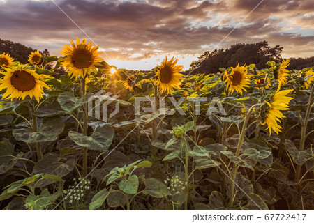 Sunflower at sunset  67722417