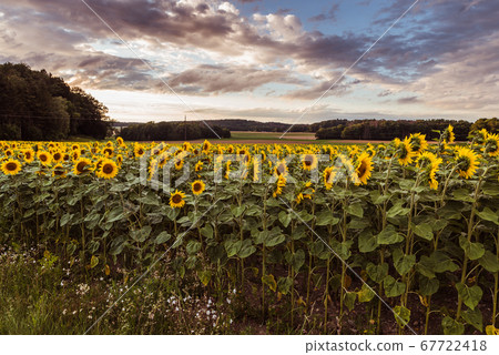 Sunflower field at sunset Sunflower field at sunset 67722418