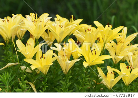 Lily flower Lily flower 67722917