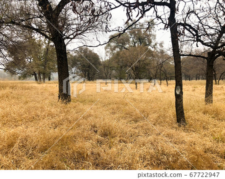 Yellow dry grass land and dark trees after big hot summer season without rain. 67722947