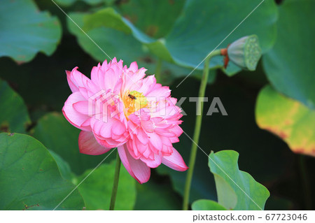 Blooming peony lotus Blooming peony lotus 67723046