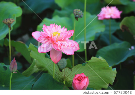 美麗的牡丹蓮花 美麗的牡丹蓮花 67723048